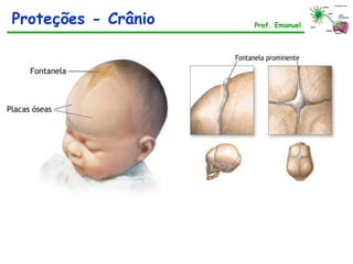 Prof. Emanuel
Proteções - Crânio
 