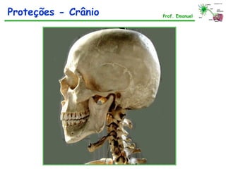 Prof. Emanuel
Proteções - Crânio
 