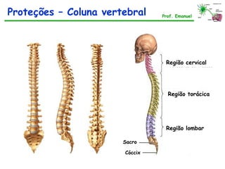 Prof. Emanuel
Região cervical
Região torácica
Região lombar
Sacro
Cóccix
Proteções – Coluna vertebral
 