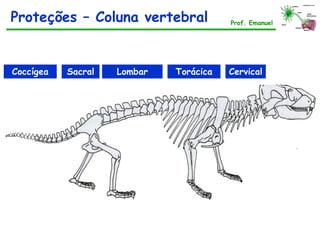 Prof. Emanuel
CervicalTorácicaLombarSacralCoccígea
Proteções – Coluna vertebral
 