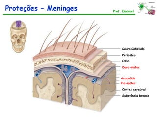 Prof. Emanuel
Pia-máter
Aracnóide
Córtex cerebral
Substância branca
Dura-máter
Osso
Periósteo
Couro Cabeludo
Proteções – Meninges
 