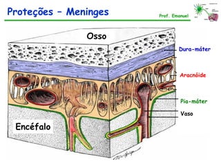 Prof. Emanuel
Proteções – Meninges
Pia-máter
Dura-máter
Aracnóide
Vaso
Osso
Encéfalo
 