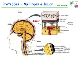 Prof. Emanuel
Liquor
Proteções – Meninges e liquor
 