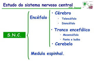 S.N.C.
Encéfalo
• Cérebro
• Tronco encefálico
Prof. Emanuel
Estudo do sistema nervoso central
Medula espinhal.
• Telencéfalo
• Diencéfalo
• Mesencéfalo
• Ponte e bulbo
• Cerebelo
 