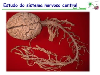 Prof. Emanuel
Estudo do sistema nervoso central
 