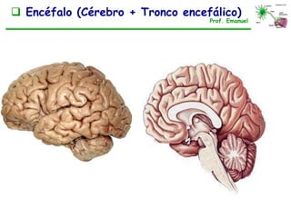  Encéfalo (Cérebro + Tronco encefálico)
Prof. Emanuel
 