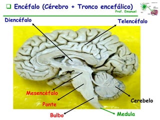 Cerebelo
MedulaBulbo
Ponte
Telencéfalo
 Encéfalo (Cérebro + Tronco encefálico)
Prof. Emanuel
Mesencéfalo
Diencéfalo
 