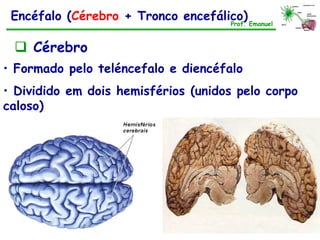 • Formado pelo teléncefalo e diencéfalo
• Dividido em dois hemisférios (unidos pelo corpo
caloso)
Encéfalo (Cérebro + Tronco encefálico)
 Cérebro
Prof. Emanuel
 