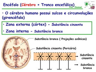 Encéfalo (Cérebro + Tronco encefálico)
• O cérebro humano possui sulcos e circunvoluções
(girencéfalo)
• Zona externa (córtex) - Substância cinzenta
• Zona interna - Substância branca
Prof. Emanuel
Substância branca ( Projeções axônicas)
Substância cinzenta (Pericário)
Substância
branca
Substância
cinzenta
 