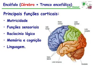 Encéfalo (Cérebro + Tronco encefálico)
Principais funções corticais:
• Motricidade
• Funções sensoriais
• Racíocinio lógico
• Memória e cognição
• Linguagem.
Prof. Emanuel
 