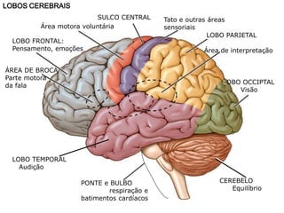 LOBOS CEREBRAIS
LOBO FRONTAL:
Pensamento, emoções
ÁREA DE BROCA
Parte motora
da fala
Área motora voluntária
SULCO CENTRAL Tato e outras áreas
sensoriais
LOBO PARIETAL
Área de interpretação
LOBO OCCIPTAL
Visão
CEREBELO
Equilíbrio
PONTE e BULBO
respiração e
batimentos cardíacos
LOBO TEMPORAL
Audição
 