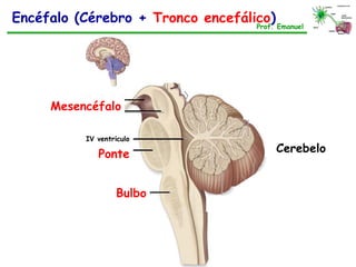 Encéfalo (Cérebro + Tronco encefálico)Prof. Emanuel
Bulbo
Ponte
IV ventrículo
Mesencéfalo
Cerebelo
 