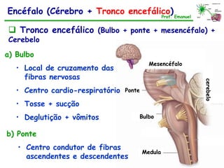  Tronco encefálico (Bulbo + ponte + mesencéfalo) +
Cerebelo
Encéfalo (Cérebro + Tronco encefálico)Prof. Emanuel
Bulbo
Ponte
a) Bulbo
• Local de cruzamento das
fibras nervosas
• Centro cardio-respiratório
• Tosse + sucção
• Deglutição + vômitos
b) Ponte
• Centro condutor de fibras
ascendentes e descendentes
Medula
Mesencéfalo
cerebelo
 