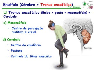 Encéfalo (Cérebro + Tronco encefálico)Prof. Emanuel
c) Mesencéfalo
• Centro de percepção
auditiva e visual
 Tronco encefálico (Bulbo + ponte + mesencéfalo) +
Cerebelo
Bulbo
Ponte
Medula
Mesencéfalo
cerebelo
d) Cerebelo
• Centro do equilíbrio
• Postura
• Controle do tônus muscular
 