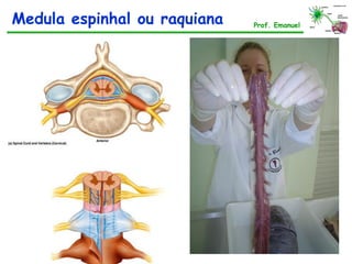 Medula espinhal ou raquiana Prof. Emanuel
 