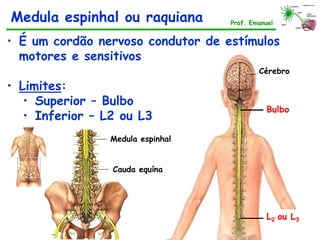 Medula espinhal ou raquiana Prof. Emanuel
• É um cordão nervoso condutor de estímulos
motores e sensitivos
• Limites:
• Superior – Bulbo
• Inferior – L2 ou L3
Cauda equína
Medula espinhal
Bulbo
L2 ou L3
Cérebro
 