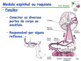 Medula espinhal ou raquiana Prof. Emanuel
• Funções:
• Conectar as diversas
partes do corpo ao
encéfalo.
• Responsável por alguns
reflexos.
 