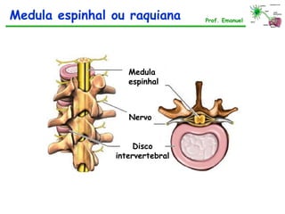 Medula espinhal ou raquiana Prof. Emanuel
Medula
espinhal
Nervo
Disco
intervertebral
 
