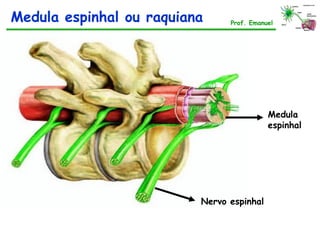 Medula espinhal ou raquiana Prof. Emanuel
Nervo espinhal
Medula
espinhal
 