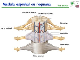 Medula espinhal ou raquiana Prof. Emanuel
Dura-máter
Aracnóide
Pia-máter
Substância cinzenta
Substância branca
Nervo espinhal
Visão anterior
 