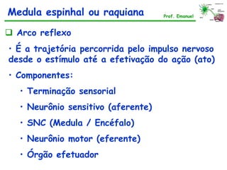  Arco reflexo
• É a trajetória percorrida pelo impulso nervoso
desde o estímulo até a efetivação do ação (ato)
• Componentes:
• Terminação sensorial
• Neurônio sensitivo (aferente)
• SNC (Medula / Encéfalo)
• Neurônio motor (eferente)
• Órgão efetuador
Medula espinhal ou raquiana Prof. Emanuel
 