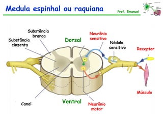 Medula espinhal ou raquiana Prof. Emanuel
Substância
cinzenta
Substância
branca
Dorsal
Ventral
Nódulo
sensitivo
Neurônio
motor
Canal
Receptor
Músculo
Neurônio
sensitivo
 