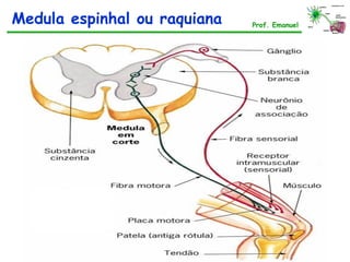 Medula espinhal ou raquiana Prof. Emanuel
 