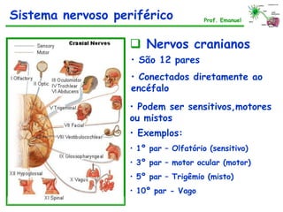  Nervos cranianos
• São 12 pares
• Conectados diretamente ao
encéfalo
• Podem ser sensitivos,motores
ou mistos
• Exemplos:
• 1º par – Olfatório (sensitivo)
• 3º par – motor ocular (motor)
• 5º par – Trigêmio (misto)
• 10º par - Vago
Sistema nervoso periférico Prof. Emanuel
 