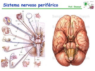 Sistema nervoso periférico Prof. Emanuel
 