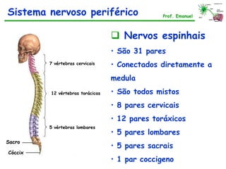  Nervos espinhais
• São 31 pares
• Conectados diretamente a
medula
• São todos mistos
• 8 pares cervicais
• 12 pares toráxicos
• 5 pares lombares
• 5 pares sacrais
• 1 par coccigeno
Sistema nervoso periférico Prof. Emanuel
7 vértebras cervicais
12 vértebras torácicas
5 vértebras lombares
Sacro
Cóccix
 