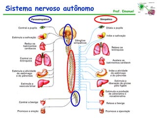 Sistema nervoso autônomo Prof. Emanuel
 