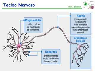 Tecido Nervoso Prof. Emanuel
 