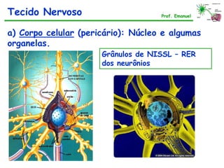 a) Corpo celular (pericário): Núcleo e algumas
organelas.
Grânulos de NISSL – RER
dos neurônios
Tecido Nervoso Prof. Emanuel
 