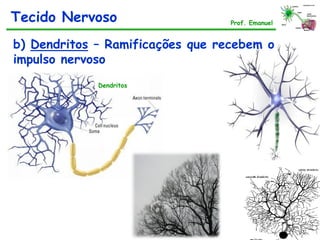 Tecido Nervoso Prof. Emanuel
Dendritos
b) Dendritos – Ramificações que recebem o
impulso nervoso
 
