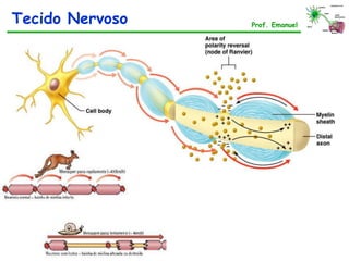 Sistema nervoso