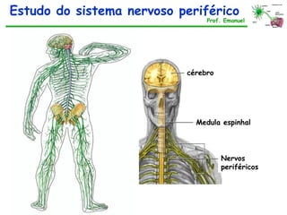 Sistema nervoso