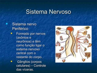 Sistema NervosoSistema Nervoso
 Sistema nervoSistema nervo
PeriféricoPeriférico
 Formado por nervosFormado por nervos
(axônios e(axônios e
neurônios) e têmneurônios) e têm
como função ligar ocomo função ligar o
sistema nervososistema nervoso
central com ocentral com o
restante do corpo.restante do corpo.
 Gânglios (corposGânglios (corpos
celulares) – Controlecelulares) – Controle
das víceras.das víceras.
 
