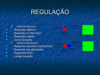 REGULAÇÃOREGULAÇÃO
 Sistema NervosoSistema Nervoso
 . Resposta elétrica. Resposta elétrica
 . Baseada no Neurônio. Baseada no Neurônio
 . Resposta rápida. Resposta rápida
 . Curta Duração. Curta Duração
 Sistema EndócrinoSistema Endócrino
 . Resposta Química (hormônios). Resposta Química (hormônios)
 . Baseada nas glândulas. Baseada nas glândulas
 . Resposta lenta. Resposta lenta
 . Longa duração. Longa duração
 