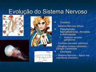 Evolução do Sistema NervosoEvolução do Sistema Nervoso
 CnidárioCnidário
.. Sistema Nervoso DifusoSistema Nervoso Difuso
 Platyhelmite,Platyhelmite,
Nemathelminte, AnnelidaNemathelminte, Annelida
e Arthropoda.e Arthropoda.
 Sistema nervosoSistema nervoso
ganglionarganglionar
.. Cordões nervosos (axônios)Cordões nervosos (axônios)
. Gânglios (corpos celulares) –. Gânglios (corpos celulares) –
Gânglio Cerebróide.Gânglio Cerebróide.
 ChordataChordata
-- Sistema Nervoso – Ápice nosSistema Nervoso – Ápice nos
mamíferos (homem).mamíferos (homem).
 