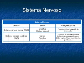 Sistema NervosoSistema Nervoso
 