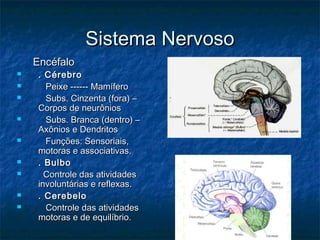 Sistema NervosoSistema Nervoso
EncéfaloEncéfalo
 . Cérebro. Cérebro
 Peixe ------ MamíferoPeixe ------ Mamífero
 Subs. Cinzenta (fora) –Subs. Cinzenta (fora) –
Corpos de neurôniosCorpos de neurônios
 Subs. Branca (dentro) –Subs. Branca (dentro) –
Axônios e DendritosAxônios e Dendritos
 Funções: Sensoriais,Funções: Sensoriais,
motoras e associativas.motoras e associativas.
 . Bulbo. Bulbo
 Controle das atividadesControle das atividades
involuntárias e reflexas.involuntárias e reflexas.
 . Cerebelo. Cerebelo
 Controle das atividadesControle das atividades
motoras e de equilíbrio.motoras e de equilíbrio.
 