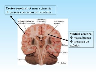 Córtex cerebral  massa cinzenta
 presença de corpos de neurônios
Medula cerebral
 massa branca
 presença de
axônios
 