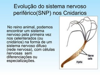 Evolução do sistema nervoso
periférico(SNP) nos Cnidarios
No reino animal, podemos
encontrar um sistema
nervoso pela primeira vez
nos celenterados (ou
cnidários) na forma de um
sistema nervoso difuso
(rede nervosa), com células
nervosas sem
diferenciações ou
especializações.
 