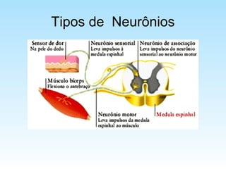 Tipos de Neurônios
 