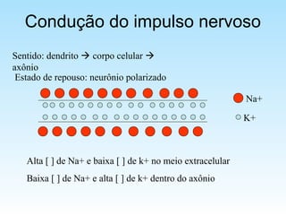 Condução do impulso nervoso
Sentido: dendrito  corpo celular 
axônio
Estado de repouso: neurônio polarizado
Alta [ ] de Na+ e baixa [ ] de k+ no meio extracelular
Baixa [ ] de Na+ e alta [ ] de k+ dentro do axônio
Na+
K+
 