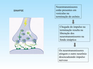Neurotransmissores
estão presentes em
vesículas na
terminação do axônio.
Chegada do impulso na
terminação resulta na
liberação dos
neurotransmissores na
fenda sináptica
Os neurotransmissores
atingem o outro neurônio
desencadeando impulso
nervoso
SINAPSE
 