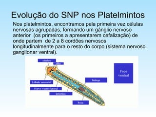 Evolução do SNP nos Platelmintos
Nos platelmintos, encontramos pela primeira vez células
nervosas agrupadas, formando um gânglio nervoso
anterior (os primeiros a apresentarem cefalização) de
onde partem de 2 a 8 cordões nervosos
longitudinalmente para o resto do corpo (sistema nervoso
ganglionar ventral).
 