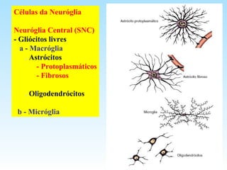 Células da Neuróglia
Neuróglia Central (SNC)
- Gliócitos livres
a - Macróglia
. Astrócitos
- Protoplasmáticos
- Fibrosos
. Oligodendrócitos
b - Micróglia
 