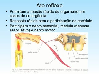 Ato reflexo
• Permitem a reação rápido do organismo em
casos de emergência
• Resposta rápida sem a participação do encéfalo
• Participam o nervo sensorial, medula (nervoso
associativo) e nervo motor.
 