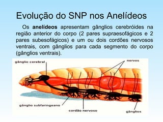 Sistema nervoso | PPT